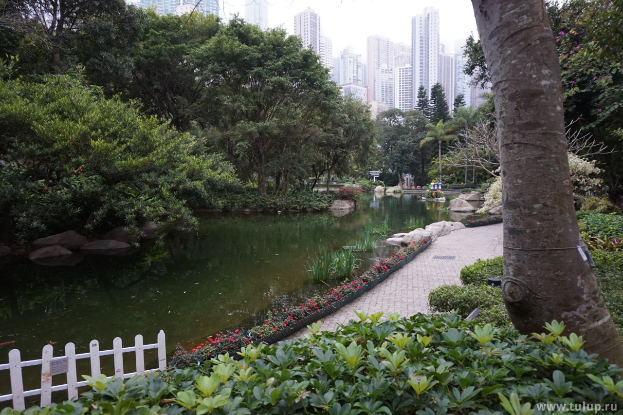 Пруд в парке Гонконг