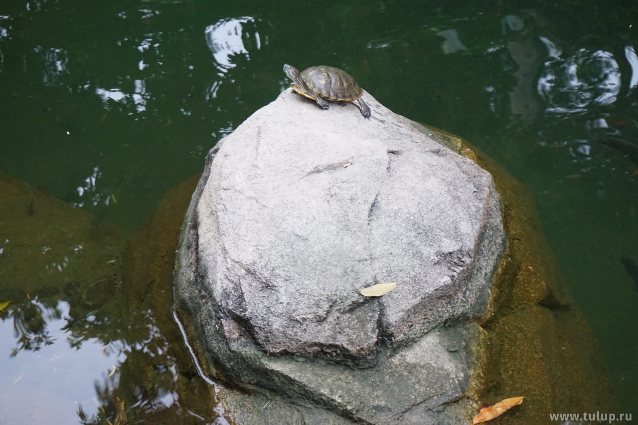 甲鱼 — «Панцирная рыба» — одно из названий черепахи по-китайски